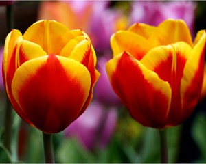 rp_tulips.jpg