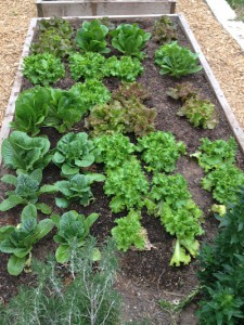 greens-in-garden