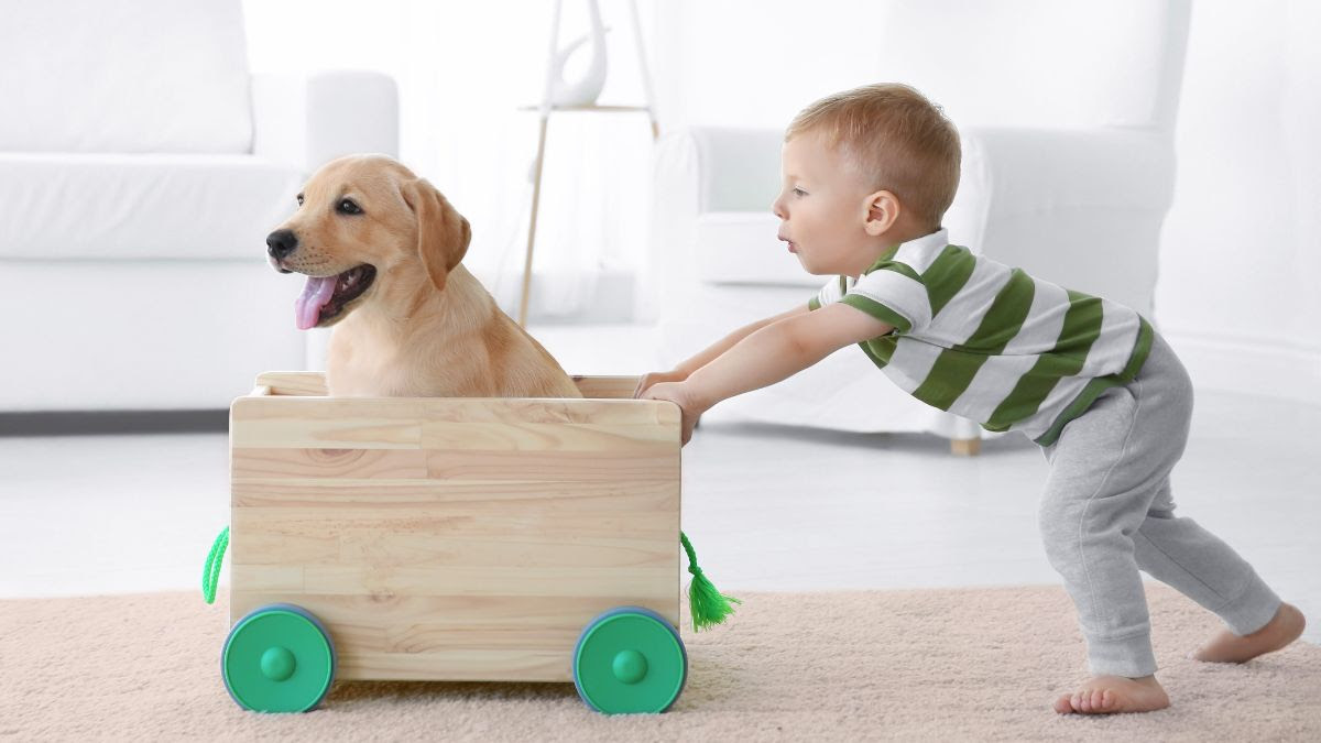 Pet babysitting best sale near me