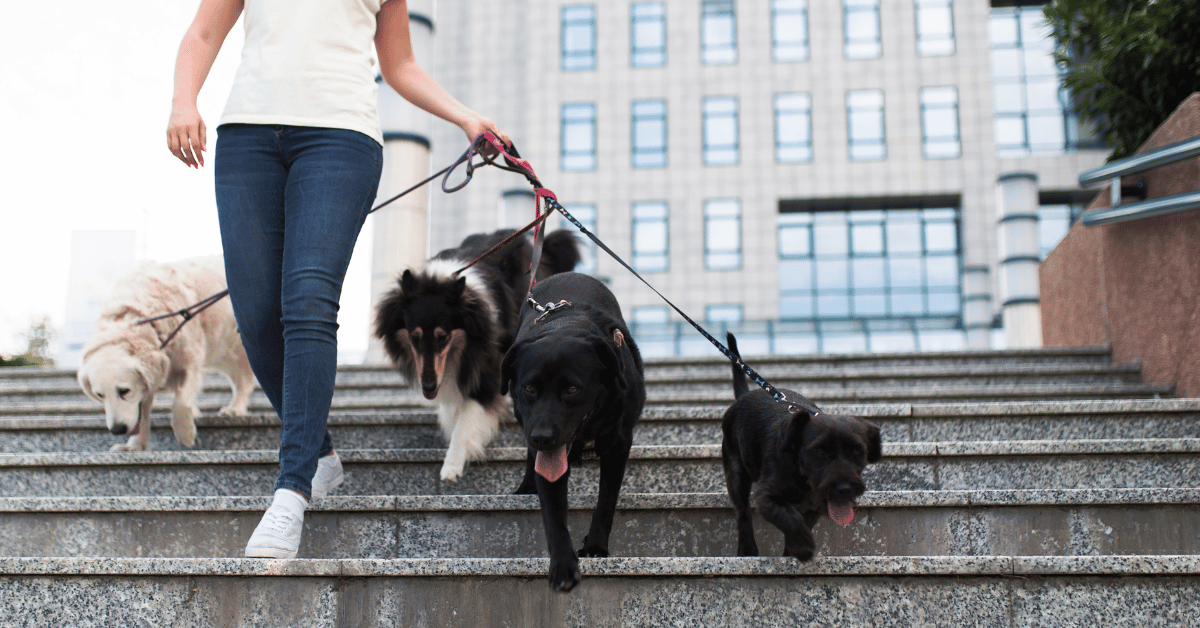 How to Find Dog Walking Jobs