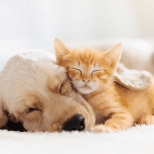 Find pet sitters near me at UrbanSitter