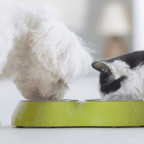 dog and cat eating