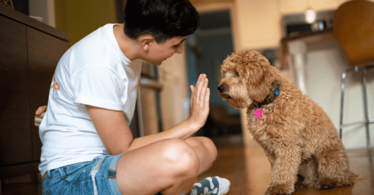 Pet Sitter Rates Calculator UrbanSitter pet-sitter-job-description-salary-skills-more