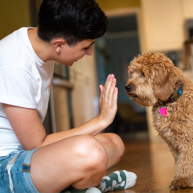 Dog Sitting Jobs Near Me For 14 Year Olds How to Find Dog Sitting Jobs Near Me - UrbanSitter