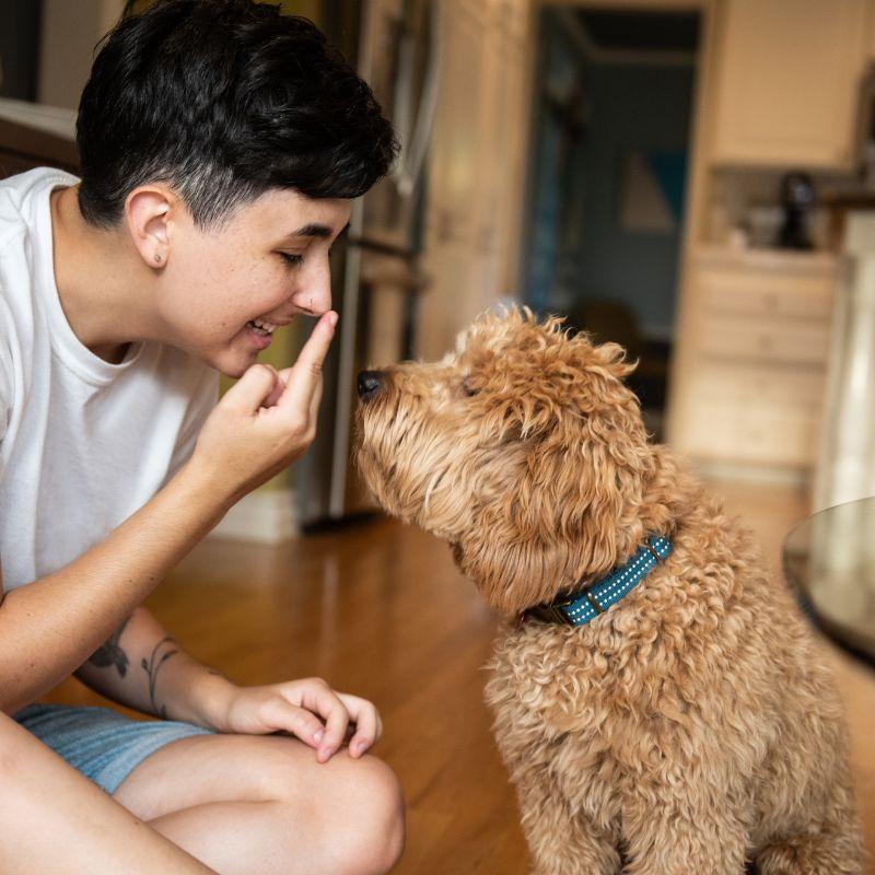 How To Find Dog Sitting Jobs Near Me UrbanSitter