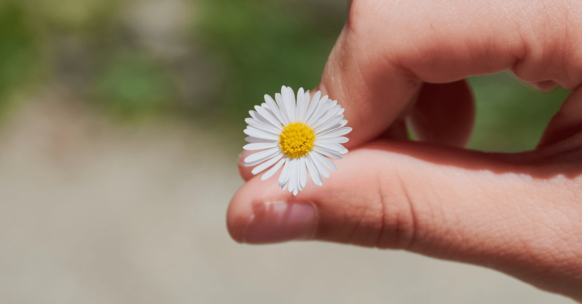 counting flower petals activity